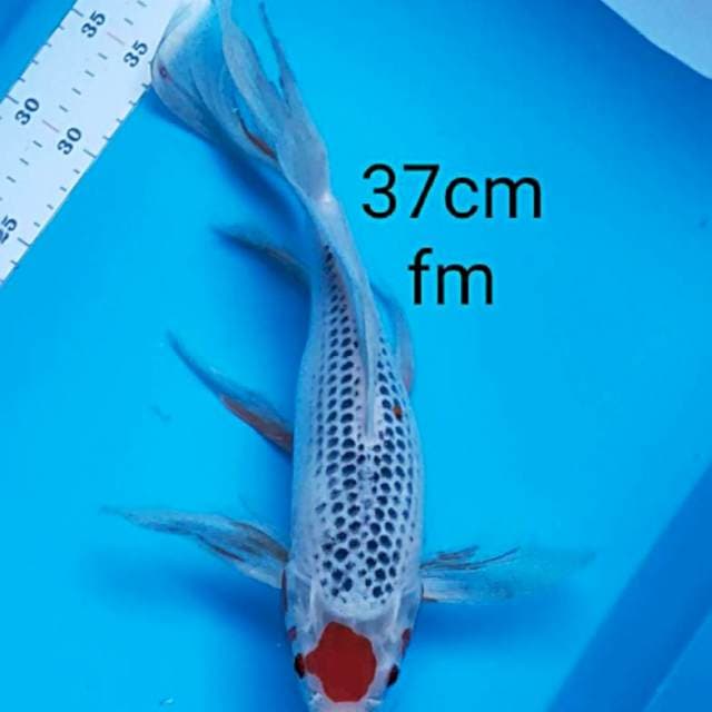 Kumpay tancho goshiki 37cm