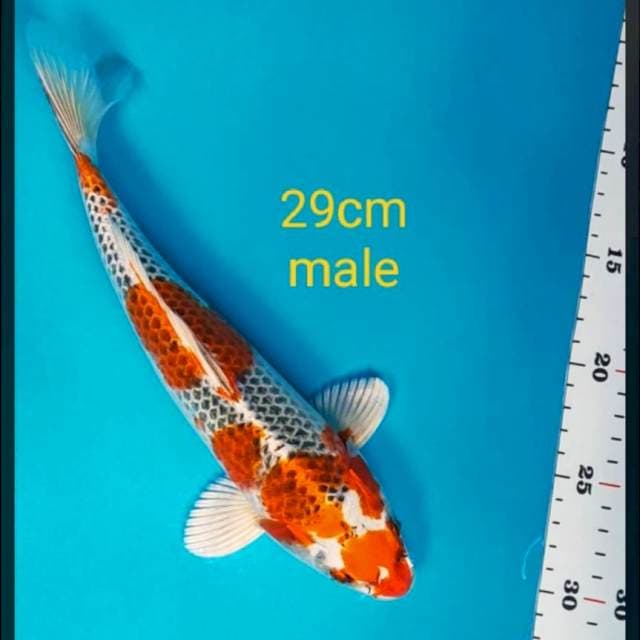 Kujaku jos 29cm male