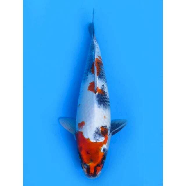 Kindai Kin Showa Jumbo - 42cm Male