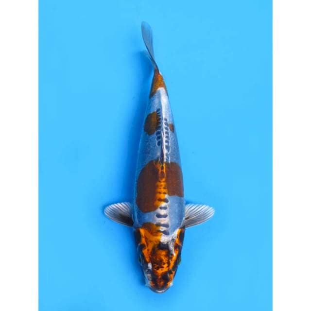 Benikikko SQ - 23cm Male