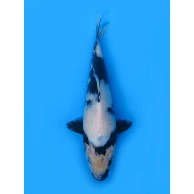 Shiro Tategoi - 22cm male