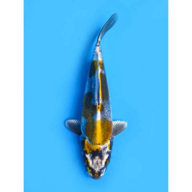 Benikiko SQ - 20cm Male