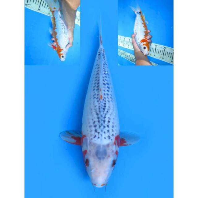 Asagi Putih - 32cm