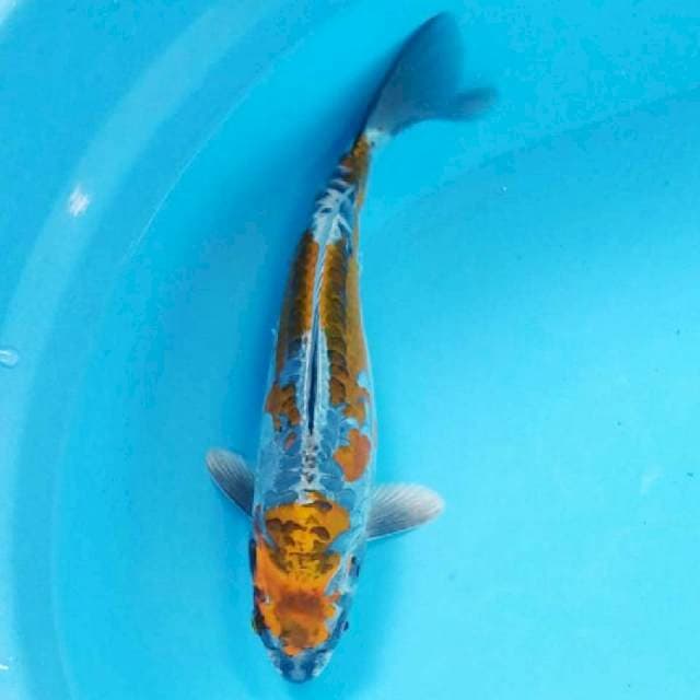 Kiko 28cm