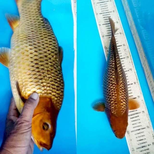 Chagoi tembaga gindrin punuk 41cm