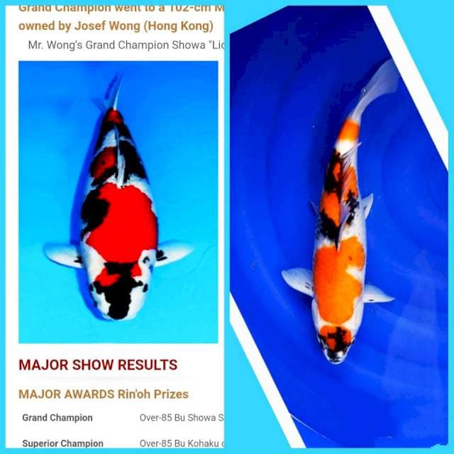 Maruten showa bagus 40cm