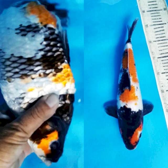 Showa punuk badak air 35bu