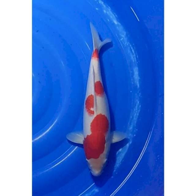 Kohaku Body Bagus & Strong Calon Jumbo 41cm (F)
