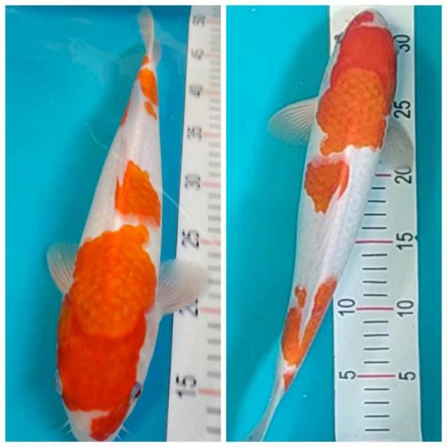 Kohaku Male Punuk 35cm