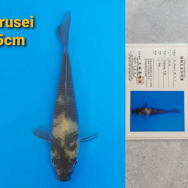 Marusei Ki-Utsuri 15cm certy