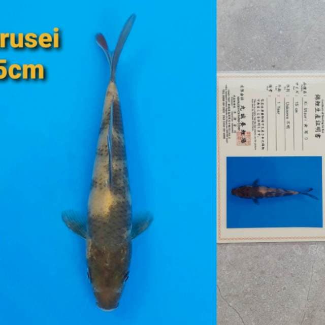Marusei Ki-Utsuri 15cm certy