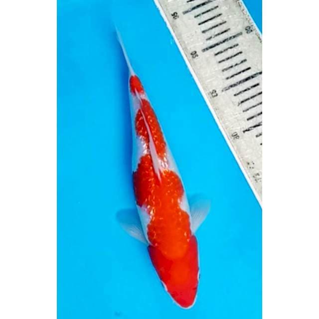 Kohaku gindrin ori 30cm