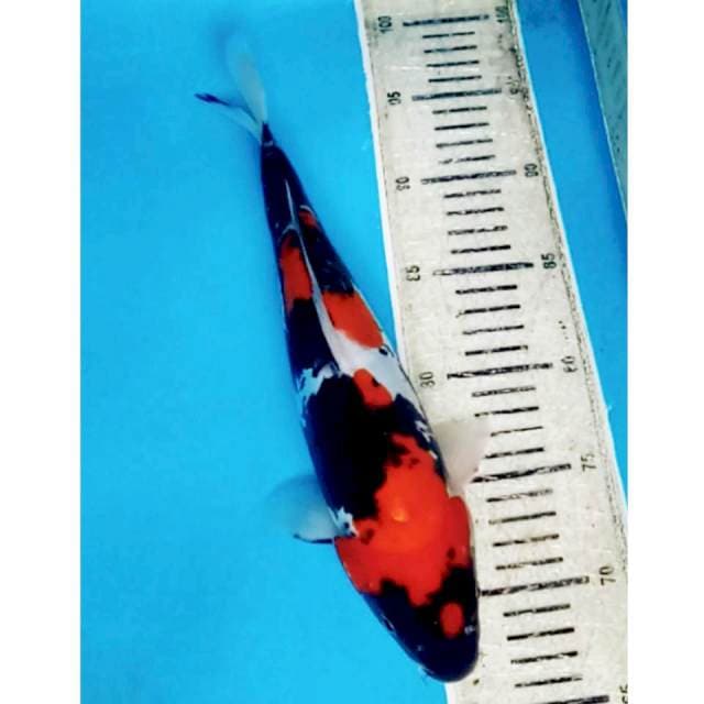 Showa strong doitsu murni 32cm