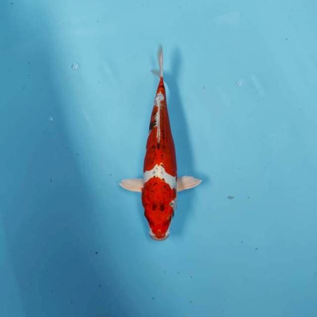 KIKUSHUI