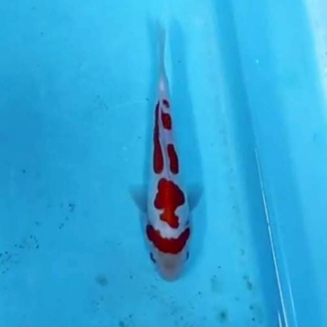KOHAKU DOIT CEPLOK