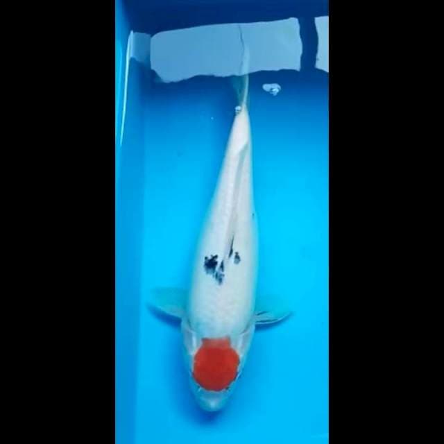 TANCHO SANKE PUNUK 33 Cm