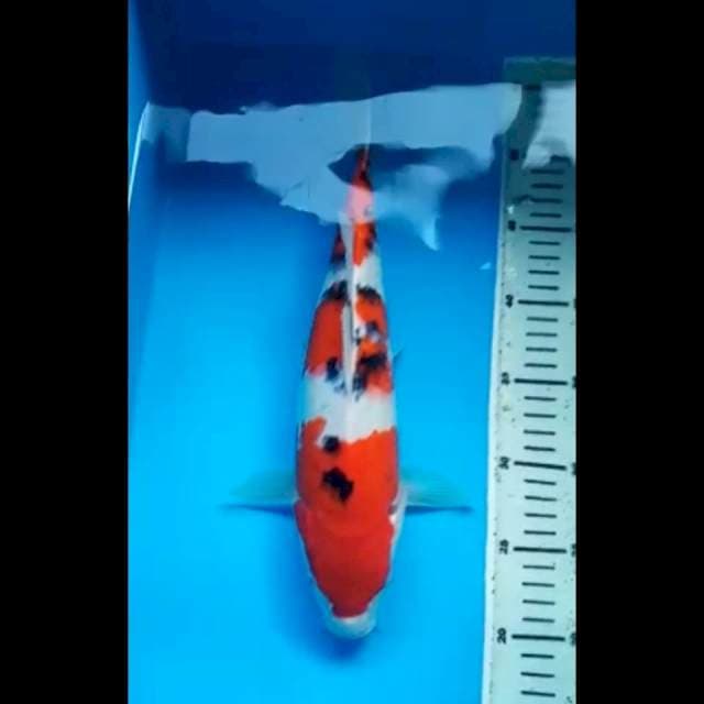 RED SANKE 34 Cm
