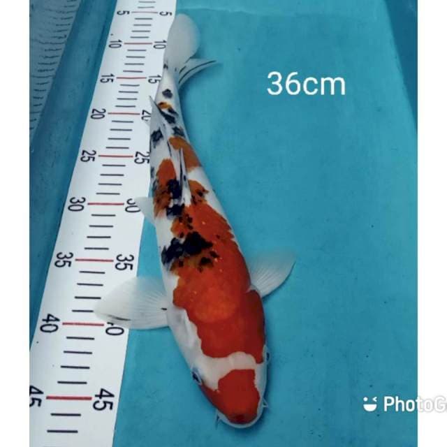 Sanke 36cm