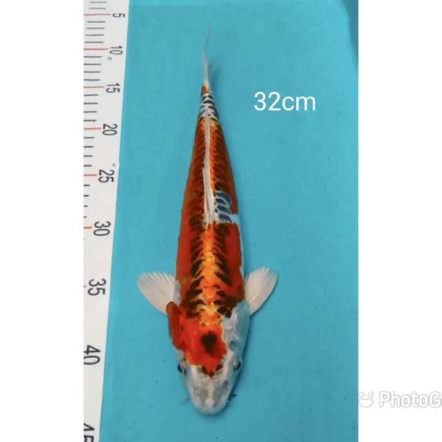 Kujaku doitsu 32cm