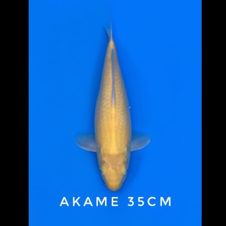 karashi akame 35cm