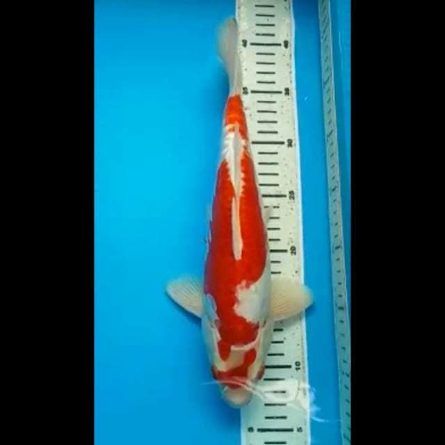 KOHAKU DOITSU ARAGOKE PUNUK 32 Cm, JANTAN