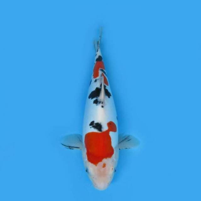 BKS ( SANKE DOITSU 34 CM )