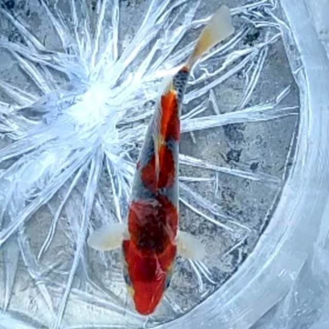 RED GOSHIKI # 22CM