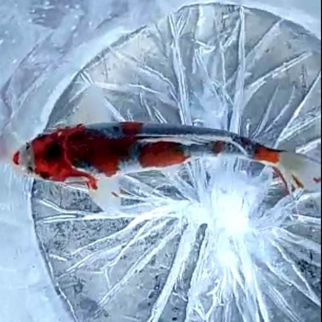 GOSHIKI MALE # 25CM