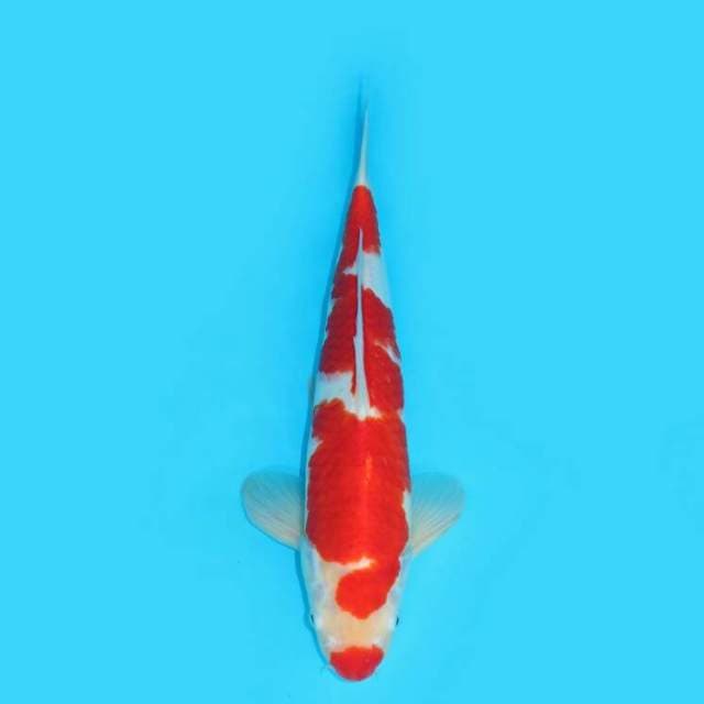 BKS ( KOHAKU KUCIBENI 44 CM )