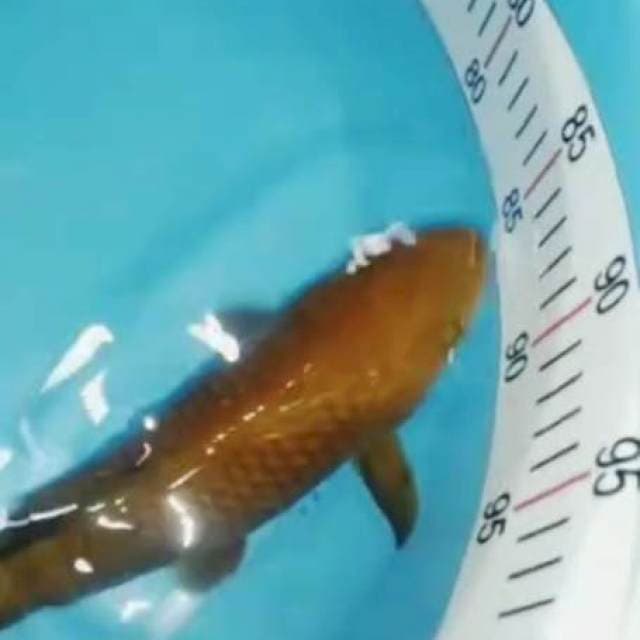 Cagoi M32cm
