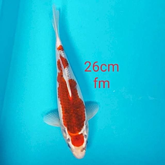Maruten goshiki 26cm