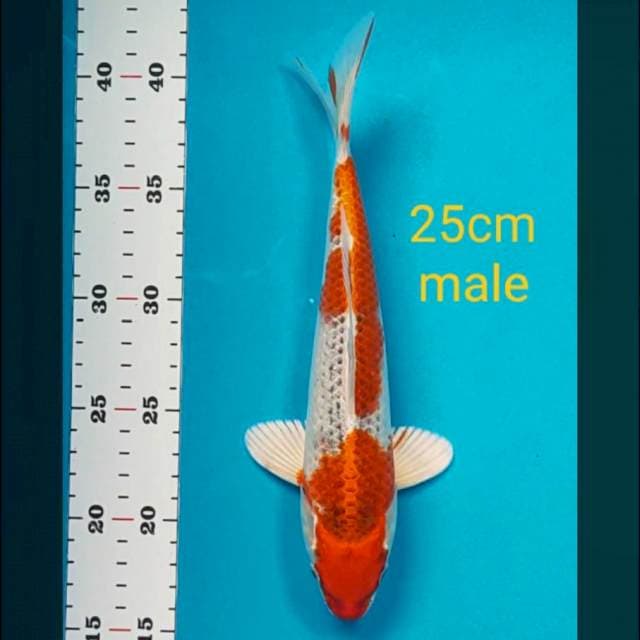 Kujaku 25cm male