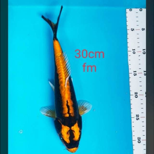 Doitsu kabuto 30cm