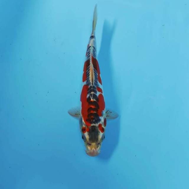 BENI 03