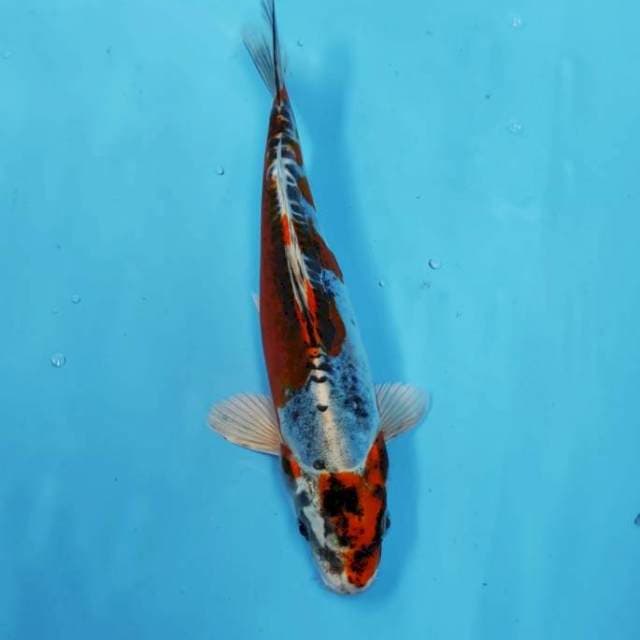 BENI 16