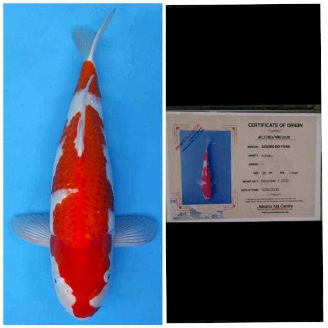 Genjiro Jumbo Kohaku