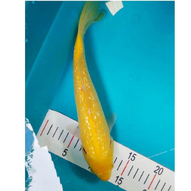 Karashi Ginrin 28cm