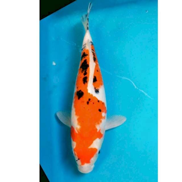 Sanke Bulky Jantan 33cm