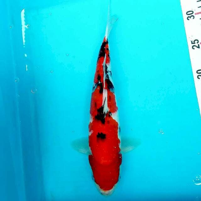 Sanke 31cm