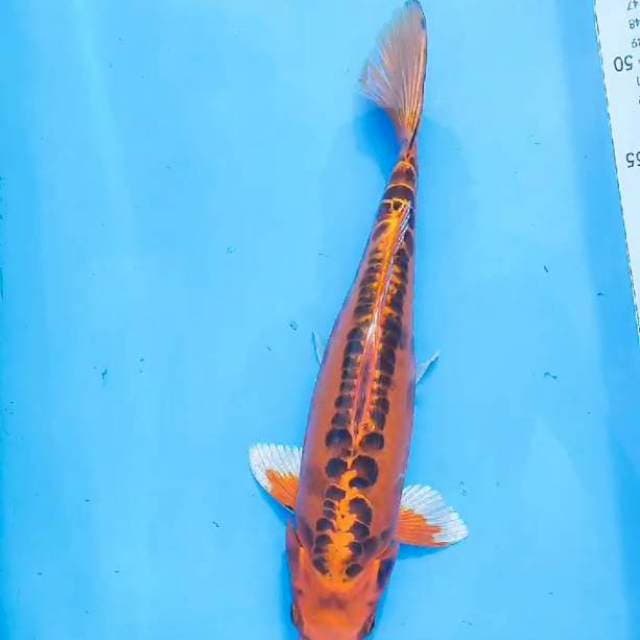 Mizuho orange doitsu 33cm
