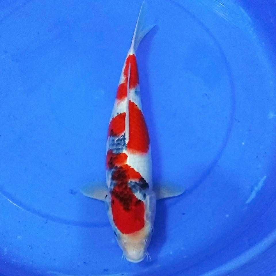 Showa tategoi merah bagus