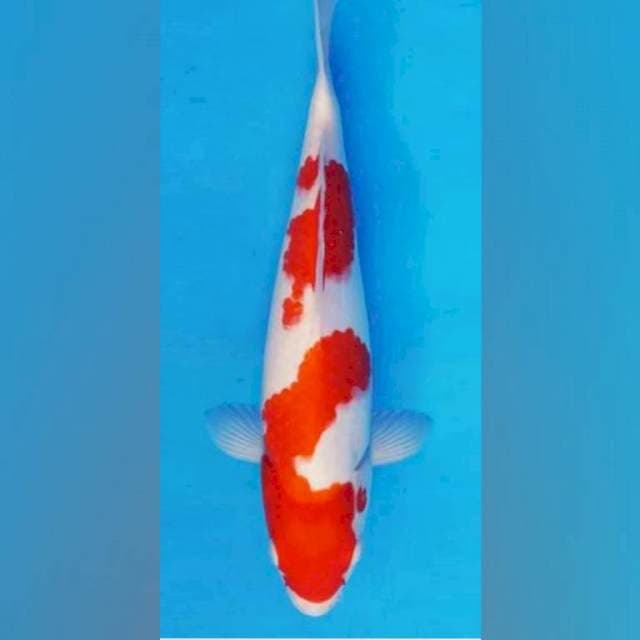 Kohaku