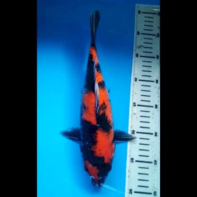 HI SHOWA PUNUK 31 Cm