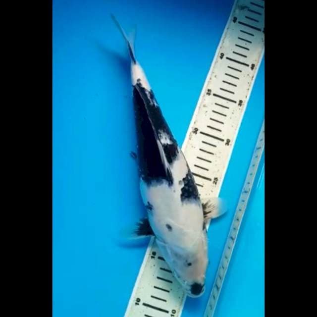 SHIRO 32 Cm