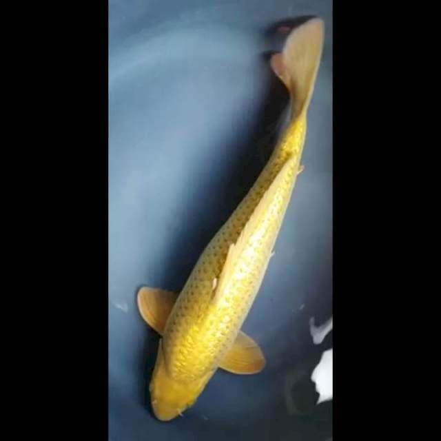 CHAGOI GINRIN PUNUK 37 Cm, JANTAN
