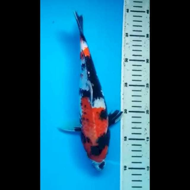 SHOWA JANTAN 29 Cm