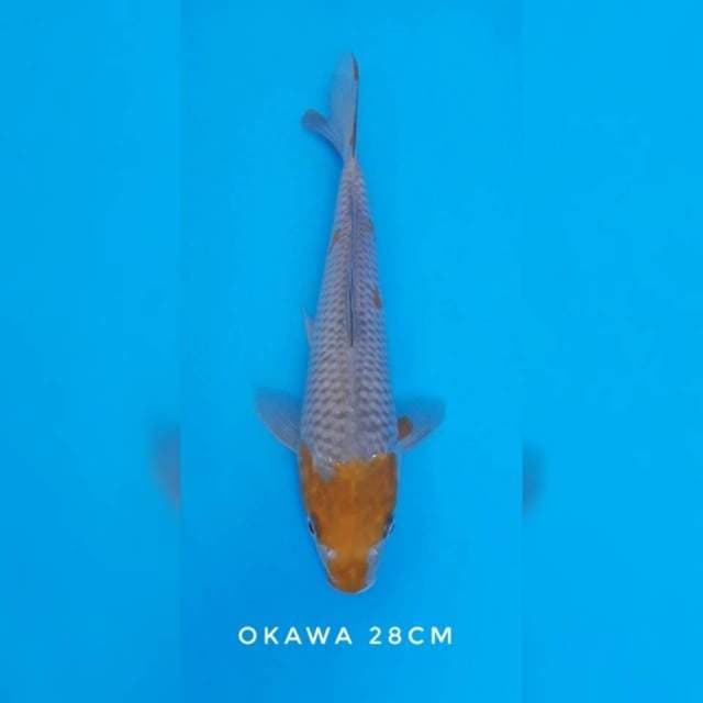 Ochiba import