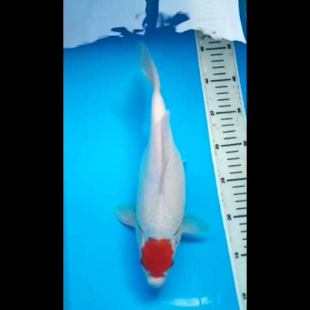 TANCHO KOHAKU ORIGINAL 32 Cm