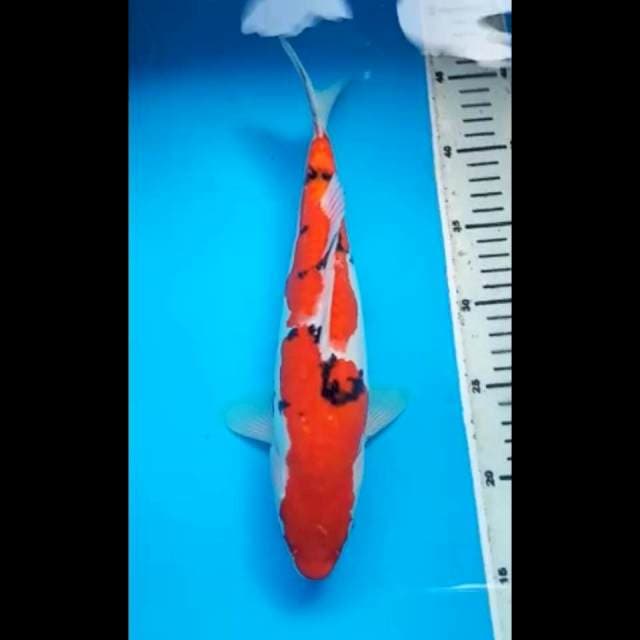 SANKE DOITSU PUNUK 31 Cm