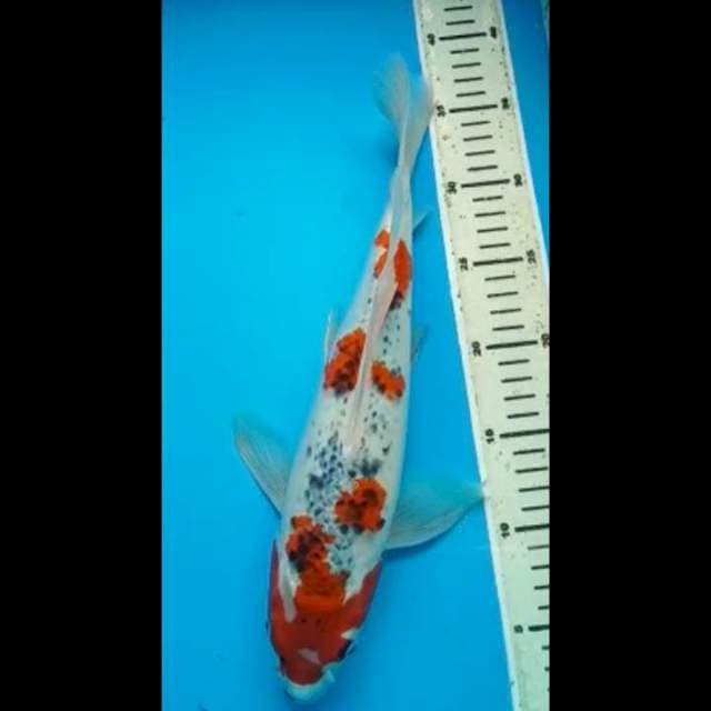 GOSHIKI KUMPAY PUNUK 36 Cm